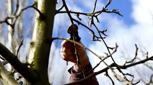 How To Make Your Job Easier With Tree Lopping Services?